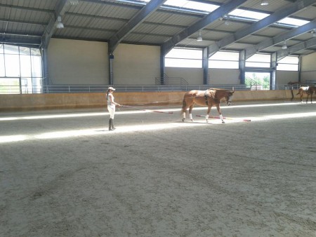 séance de longue rêne sur Sirène, 6 ans.
